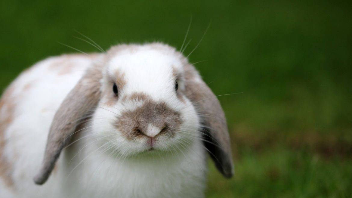 Pourquoi choisir une mutuelle pour vos nouveaux animaux de compagnie ?