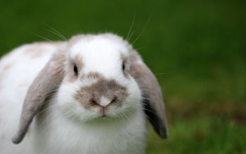 Pourquoi choisir une mutuelle pour vos nouveaux animaux de compagnie ?