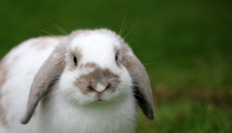 Pourquoi choisir une mutuelle pour vos nouveaux animaux de compagnie ?